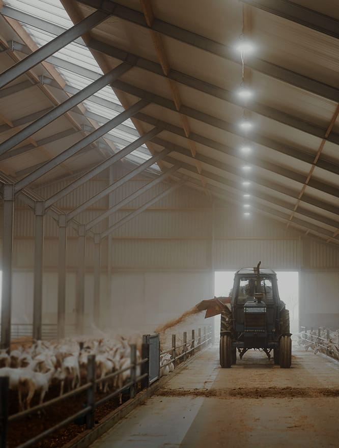 Image_333x440h_Animal (1) (1)